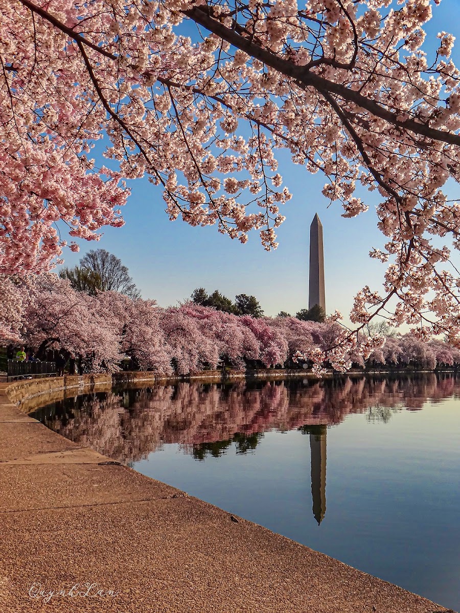 A Cherry Blossom Weekend in DC with Kids