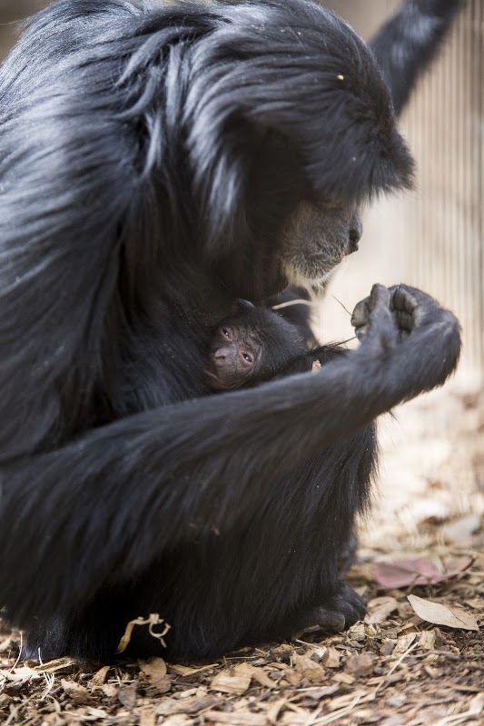 Greenville Zoo
