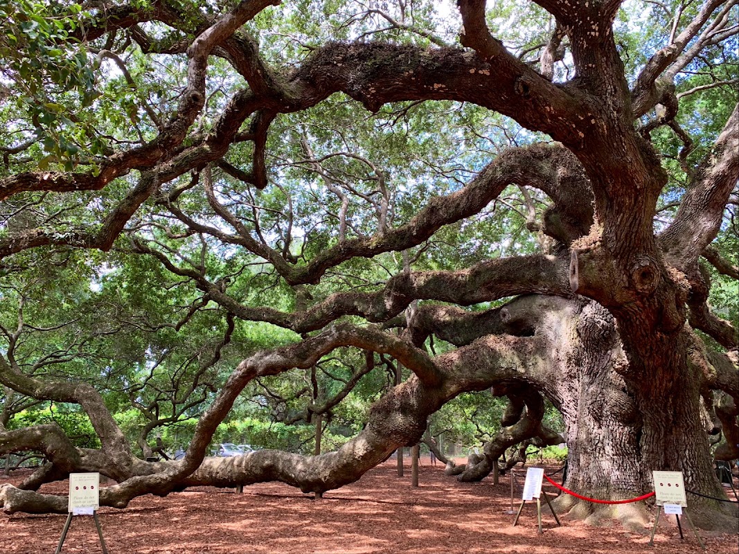 Angel Oak Tree, Charleston