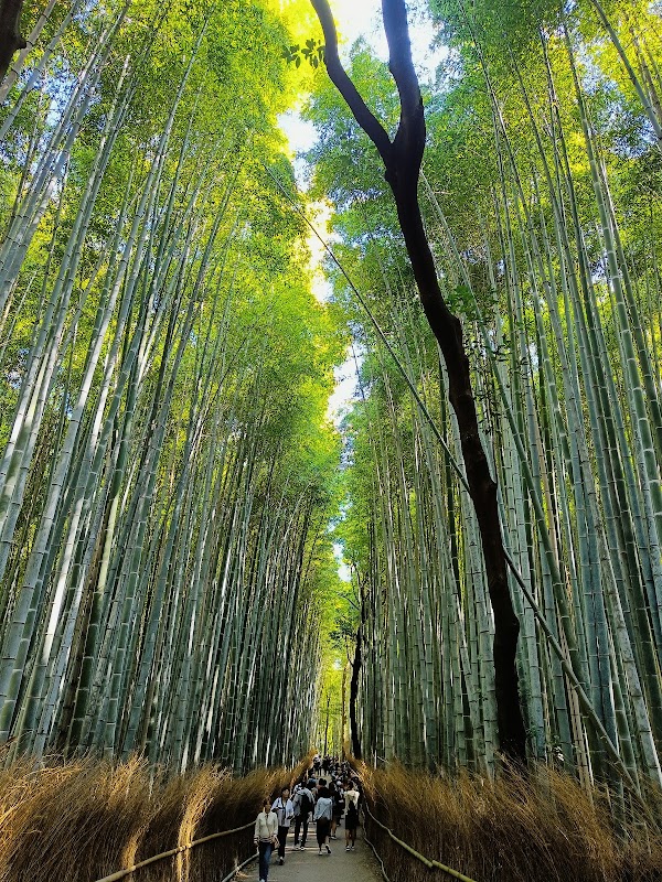 Arashiyama Bamboo Grove, Kyoto