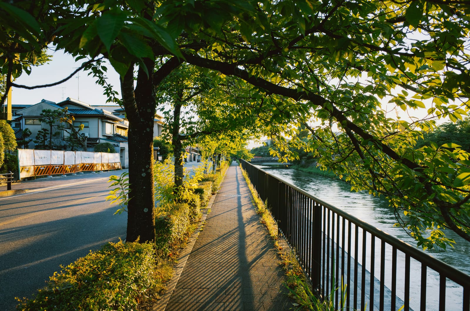 A tree-lined riverside path in golden morning light